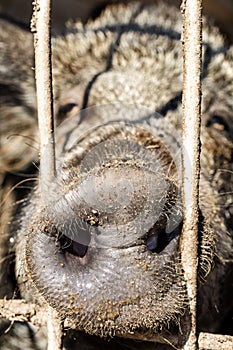 Close up of snout of forest pig