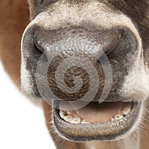 Close-up on a snout of a Jersey cow (10 years old)