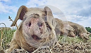 Close up of the snout of a muddy pig outside