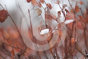 Close-up of snow on autumn leaves