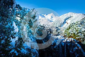 Close up of a snow capped tree branch with Mangawhero Falls and majestic peaks of Ruapehu Mountain. Spectacular winter