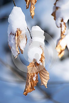 Close up snow covered beech tree leaves. Winter scene in forest in netherlands. Seasonal botany background. countryside landscape