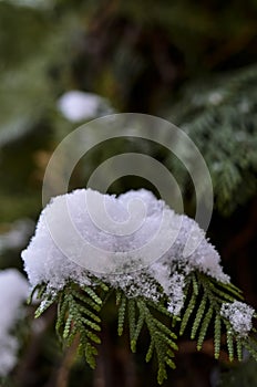 Close-up of a snow-covered branch of a Christmas tree on the background of a beautiful blue sky with a soft background