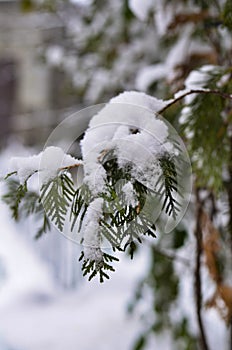 Close-up of a snow-covered branch of a Christmas tree on the background of a beautiful blue sky with a soft background