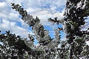 Close-up of a snow-covered branch of a Christmas tree on the background of a beautiful blue sky with a soft background