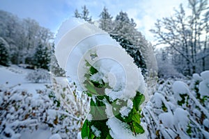 Close up of snow covered green frozen leaves of rose bushes in garden in winter.