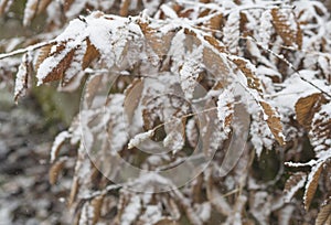 close up snow covered orange alder leaves snowfall winter background