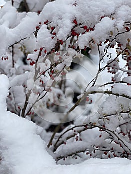 Close-up of a snow-covered plant with red berries,