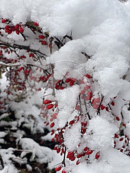 Close-up of a snow-covered plant with red berries