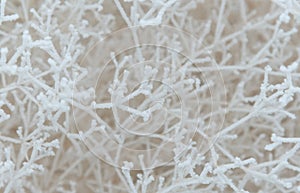 Close-up of snow-covered shrub branches