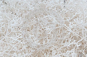 Close-up of snow-covered shrub branches