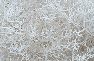 Close-up of snow-covered shrub branches
