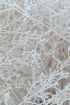 Close-up of snow-covered shrub branches