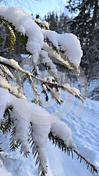 Close up of a snow covered spruce branch with sunlight