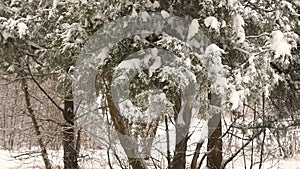 Close-up of snow-covered tree branch in the forest.