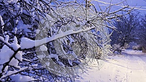 Close up of snow-covered tree branches illuminated by street lamp at evening time. View on country snowy road at winter