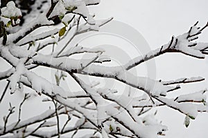 Close-up of Snow Covered Trees Branches