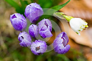 Close-up of Snow crocus flowers in the wild.