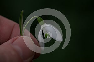 Close up of snow drop flower