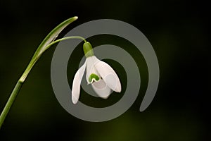 Close up of snow drop flower