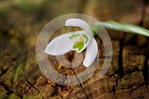 Close up of snow drop flower