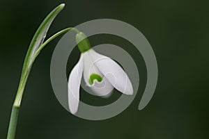 Close up of snow drop flower