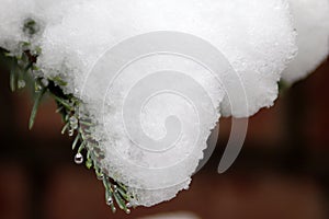 Close up of snow and droplets on a branch of a Christmas tree