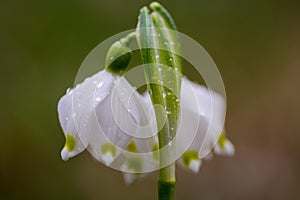 Close-up of Snow drops in the wild.