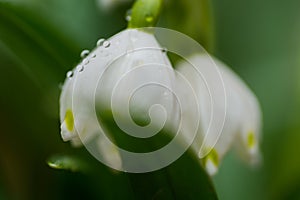 Close-up of Snow drops in the wild.