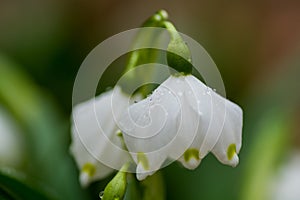 Close-up of Snow drops in the wild.