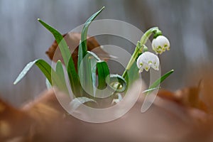 Close-up of Snow drops in the wild.