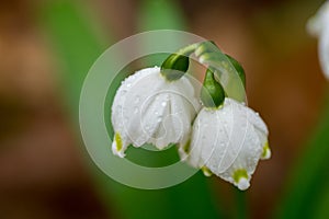 Close-up of Snow drops in the wild.