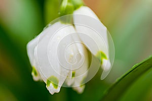 Close-up of Snow drops in the wild.