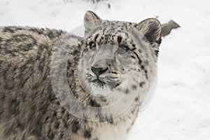 Close-up of Snow Leopard Cub against Snow Background