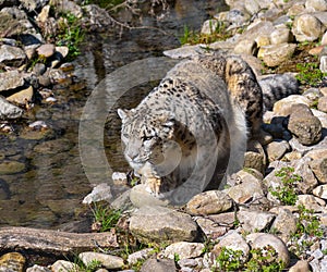 Close-up of a snow leopard Panthera uncia syn. Uncia uncia