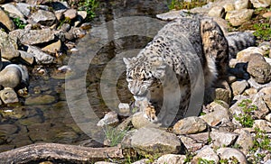 Close-up of a snow leopard Panthera uncia syn. Uncia uncia