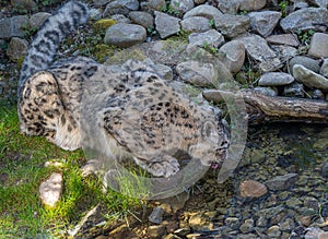 Close-up of a snow leopard Panthera uncia syn. Uncia uncia