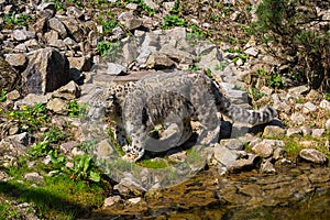 Close-up of a snow leopard Panthera uncia syn. Uncia uncia