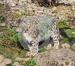 Close-up of a snow leopard Panthera uncia syn. Uncia uncia