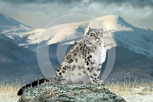 Close up snow leopard