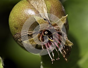 Close up of a Snow Pear (Pyrus nivalis) in a garden in Suffolk photo