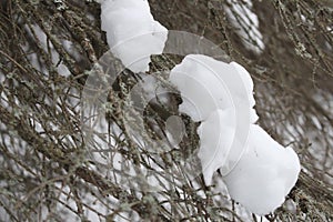 Close up on snow on tree branch in winter