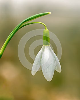 Close-up of a snowdrop flower with white petals