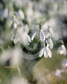 Close up of snowdrop flowers