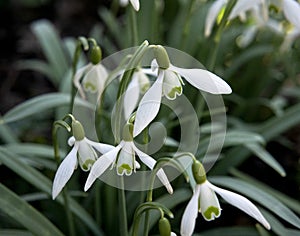 Close-up of snowdrops (galanthus nivalis).