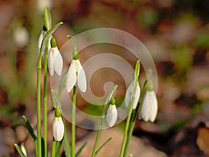 Close up of snowdrops growing on the forest floor - galanthus