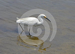 Close up of a snowy egret