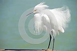 Close up a Snowy Egret as he waits on a fishing pier.