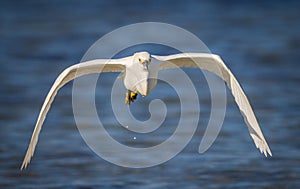 Close up Snowy egret flying straight at camera