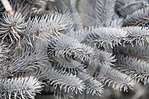 close up on snowy fir branches Christmas background